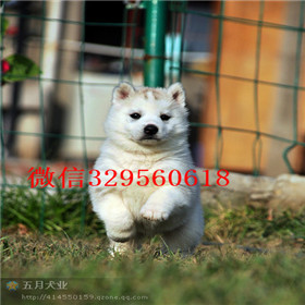  鞍山哪里有哈士奇幼犬 双蓝眼三火幼犬价格 