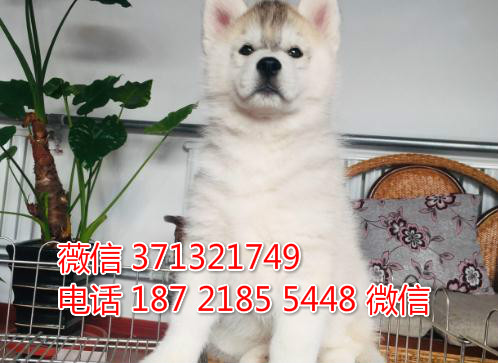 长沙哈士奇犬出售纯种幼犬 长沙哪里有卖哈士奇犬