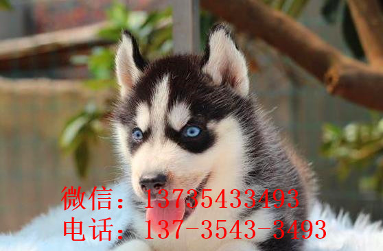 长沙宠物狗狗领养哈士奇犬本地犬舍狗市场在哪有卖狗信息