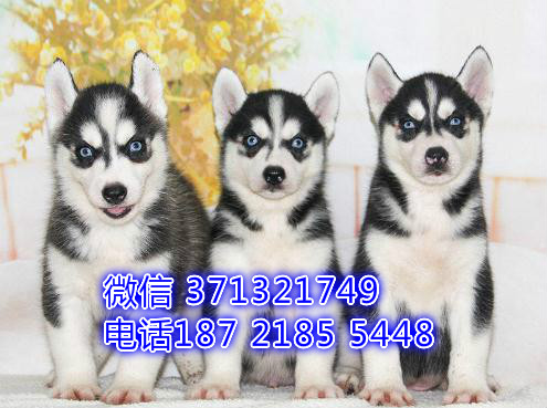 杭州哈士奇出售纯种幼犬 二哈雪橇犬狗狗疫苗做好