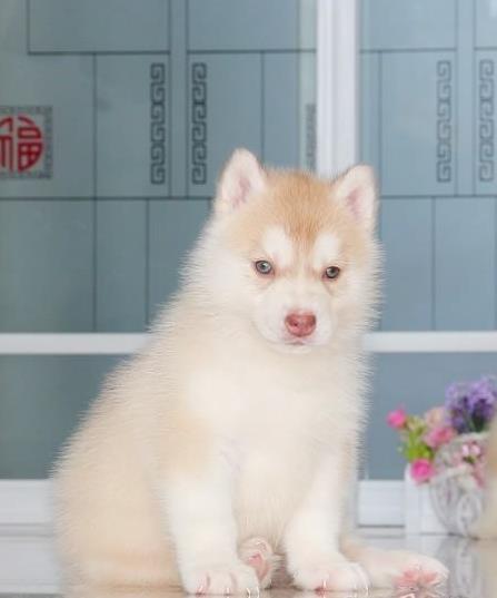 九江宠物狗犬舍 出售纯种哈士奇犬 网上哪里有