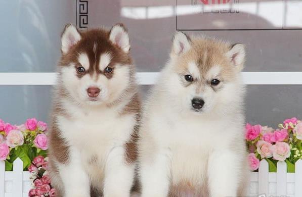 吉安宠物狗犬舍 出售纯种哈士奇犬 网上哪里有