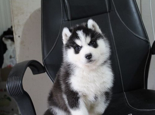 北京宠物狗犬舍出售纯种哈士奇犬哪里有宠物狗市场买狗领养宠物信息网