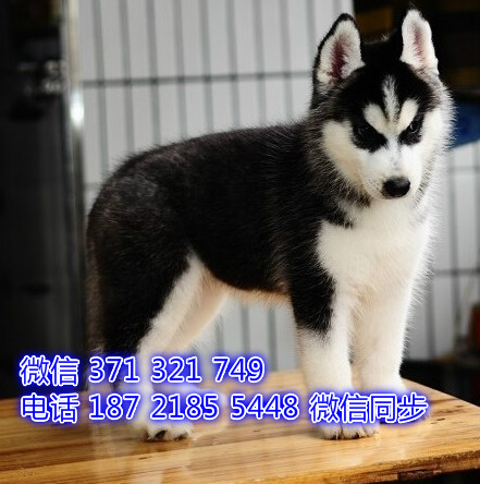 成都本地 哈士奇犬出售纯种幼犬 大型犬二哈雪橇犬