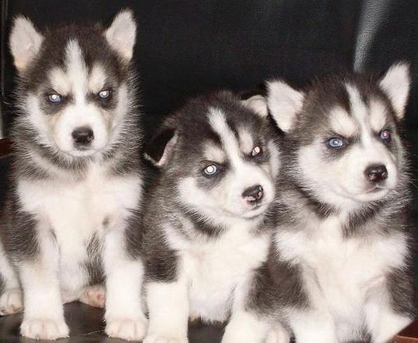 淮南犬舍出售纯种哈士奇犬宠物狗市场在哪 网