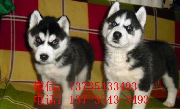 西宁宠物狗狗出售纯种哈士奇犬宠物店犬舍