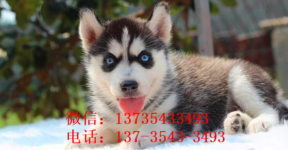 成都宠物狗狗出售纯种哈士奇犬宠物店犬舍