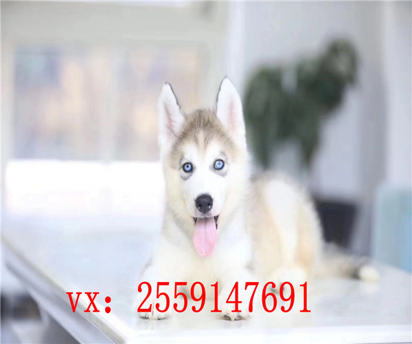 福州哪里卖纯种哈士奇 福州哪里卖健康的哈士