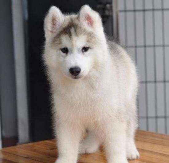 大连狗场出售纯种哈士奇犬 宠物狗市场在哪有