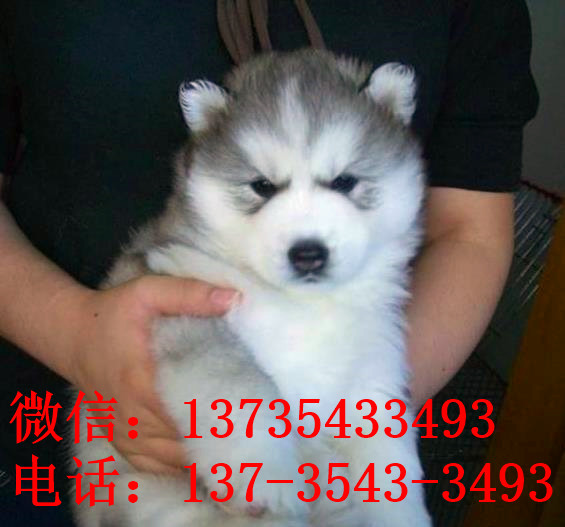 温州宠物狗狗出售纯种哈士奇犬幼犬三火蓝眼二