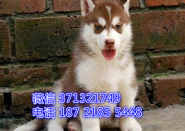 上海犬舍宠物店狗场出售哈士奇犬纯种幼犬 