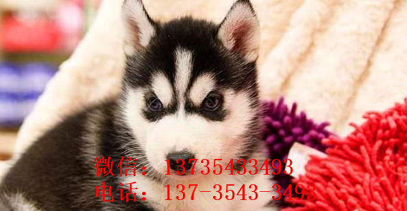 哈尔滨犬舍出售纯种哈士奇犬 狗市在哪 哈士奇好不好养