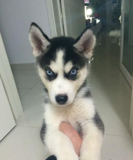 漳州宠物狗犬舍 出售纯种哈士奇犬 网上哪里有