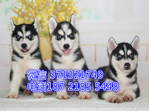 杭州哈士奇出售纯种幼犬 二哈雪橇犬狗狗疫苗做好