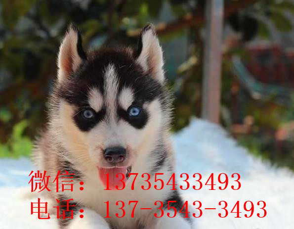 长沙宠物狗狗领养哈士奇犬本地犬舍狗市场在哪有卖狗信息