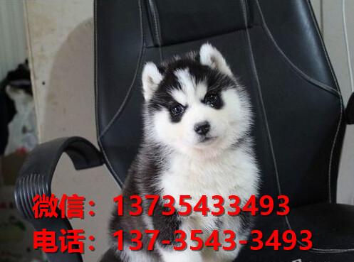 漳州宠物狗犬舍 出售纯种哈士奇犬 网上哪里有宠物狗领养转让