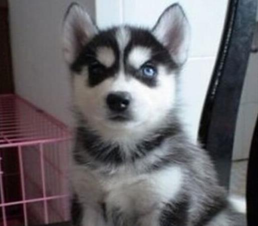 衡阳犬舍出售纯种哈士奇犬宠物狗市场在哪 网