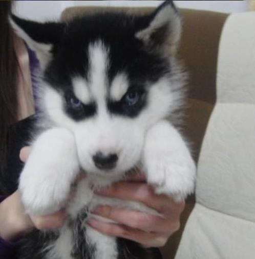 杭州犬舍出售纯种哈士奇犬 宠物狗网站卖狗买