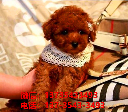 长沙狗场犬舍出售纯种迷你贵宾犬 宠物狗市场在哪卖狗