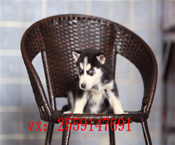 福州哪里卖纯种哈士奇 福州哪里卖健康的哈士奇 福州哪里卖的哈士奇便宜