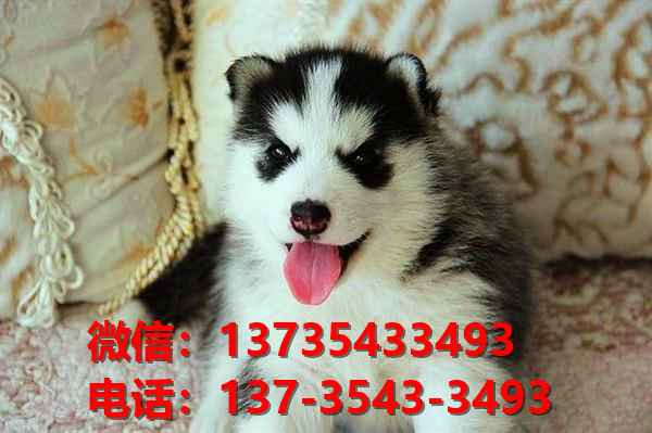 杭州宠物狗犬舍出售纯种哈士奇犬哪里有宠物狗