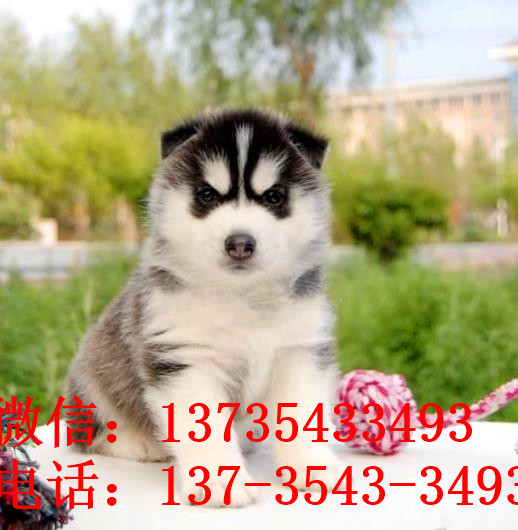 北京犬舍出售纯种哈士奇犬 狗市在哪 哈士奇好不好养