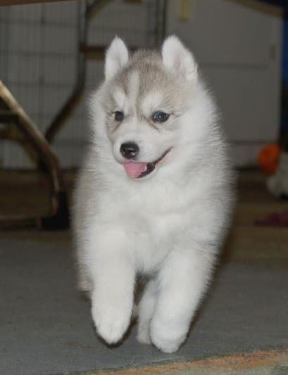 长沙犬舍出售纯种哈士奇犬狗场在哪 哈士奇拆