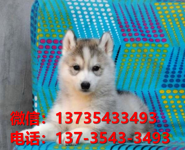 漳州宠物狗犬舍 出售纯种哈士奇犬 网上哪里有宠物狗领养转让