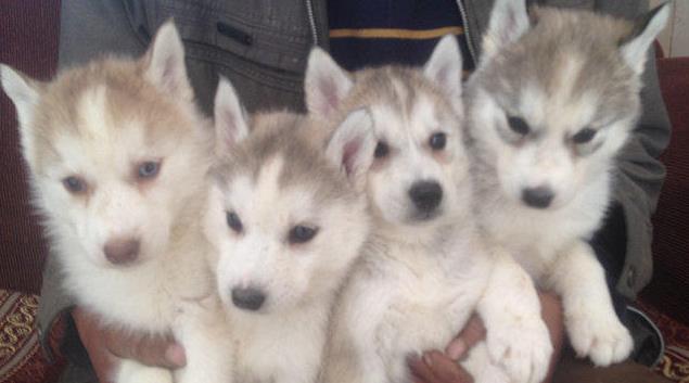 保山犬舍出售哈士奇犬宠物狗市场在哪买狗卖狗