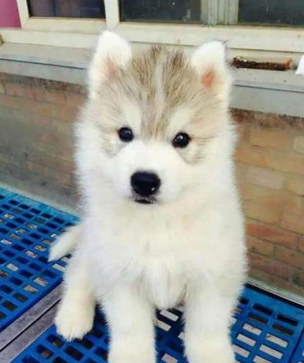 杭州宠物狗狗出售纯种哈士奇犬幼犬三火蓝眼二