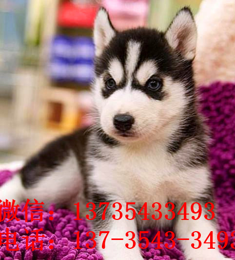 成都宠物狗狗出售纯种哈士奇犬宠物店犬舍