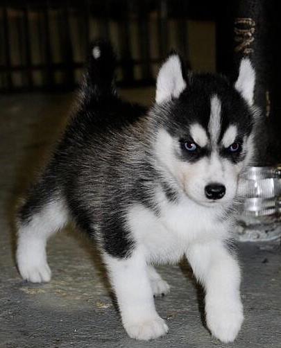 杭州狗场出售纯种哈士奇犬 宠物狗市场在哪有