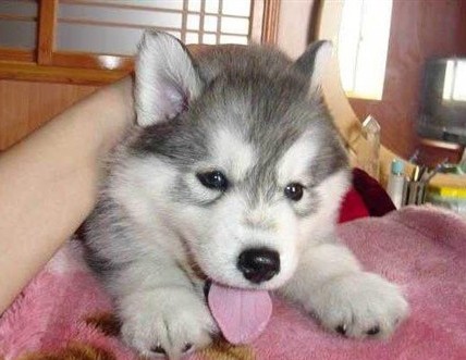 文山宠物网 文山哪里卖纯种哈士奇 