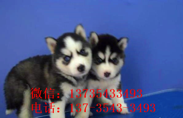 哈尔滨犬舍出售纯种哈士奇犬 狗市在哪 哈士奇好不好养