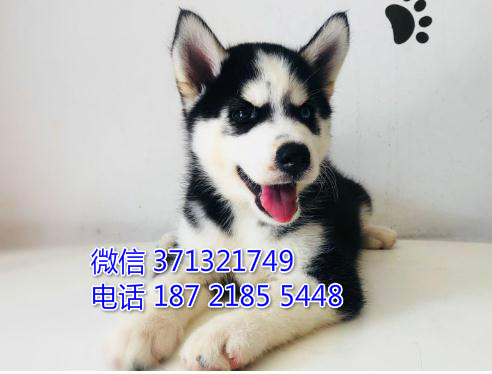 二哈出售，广州哈士奇犬出售纯种幼犬 广州狗场