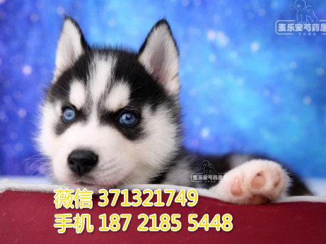 大连狗狗 哈士奇犬纯种幼犬出售 大连狗狗全国发货