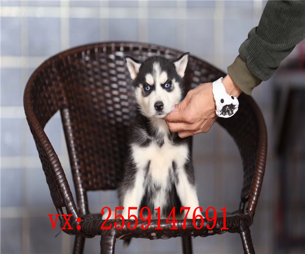 莆田哪里卖哈士奇 莆田红色哈士奇出售 莆田健康哈士奇多少钱