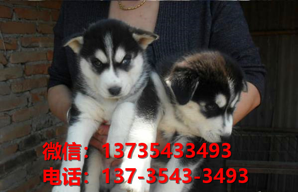 纯种哈士奇幼犬出售 长沙宠物狗犬舍领养宠物狗市场在哪里卖狗买狗