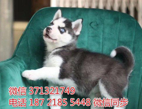 深圳特惠 宠物哈士奇犬纯种幼犬 深圳犬舍在哪里