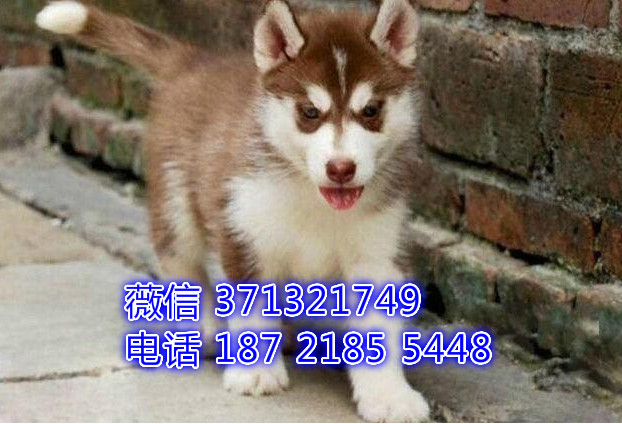 厦门狗狗 哈士奇犬出售纯种幼犬 厦门全国发货