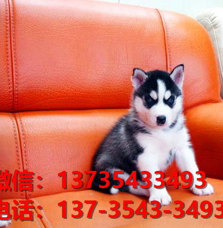 杭州宠物狗出售纯种哈士奇犬 犬舍宠物狗市场