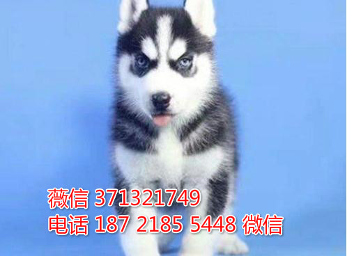 哈尔滨狗狗 哈士奇犬出售纯种幼犬 哈尔滨犬舍