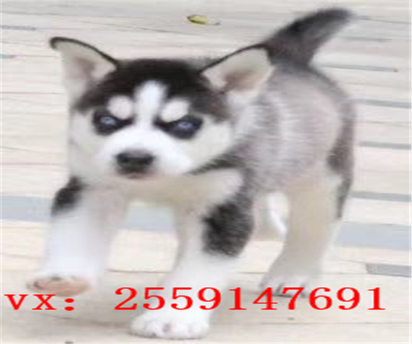 莆田哪里卖哈士奇 莆田红色哈士奇出售 莆田健