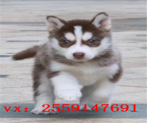 莆田哪里卖哈士奇 莆田红色哈士奇出售 莆田健康哈士奇多少钱