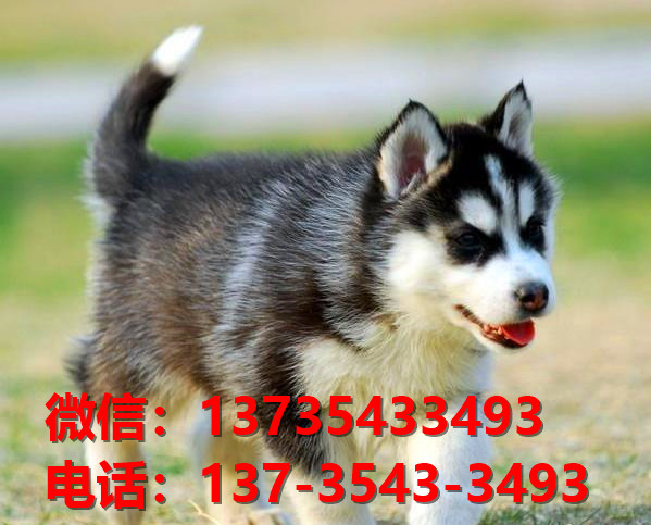 福州宠物狗狗领养纯种哈士奇犬哪里有正宗二哈