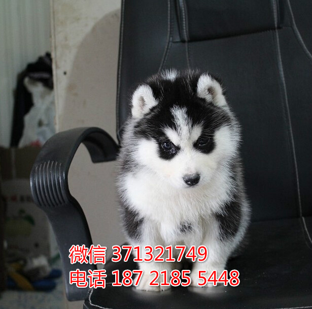 济南宠物 哈士奇犬出售纯种 济南犬舍 济南特