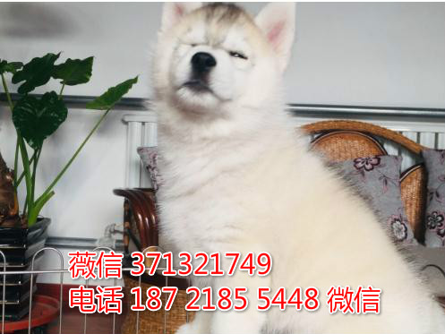 合肥狗狗 哈士奇出售纯种 合肥犬舍 全国发货