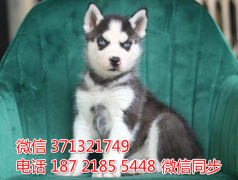 宁波狗狗 哈士奇犬出售纯种幼犬 宁波犬舍 全