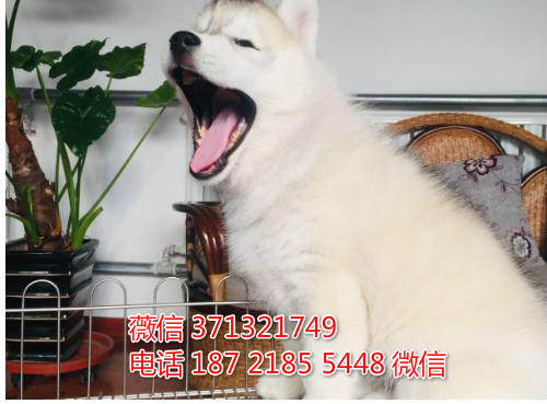 合肥狗狗 哈士奇出售纯种 合肥犬舍 全国发货
