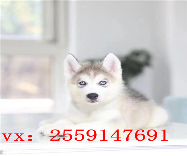 温州哪里卖纯种哈士奇 温州哈士奇犬舍 温州哈